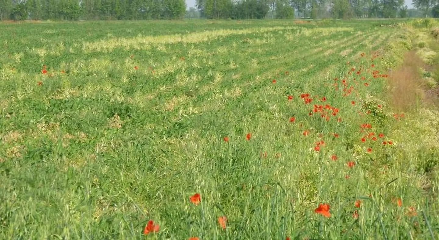 Agriturismo Corte Rocca LANDSCAPE