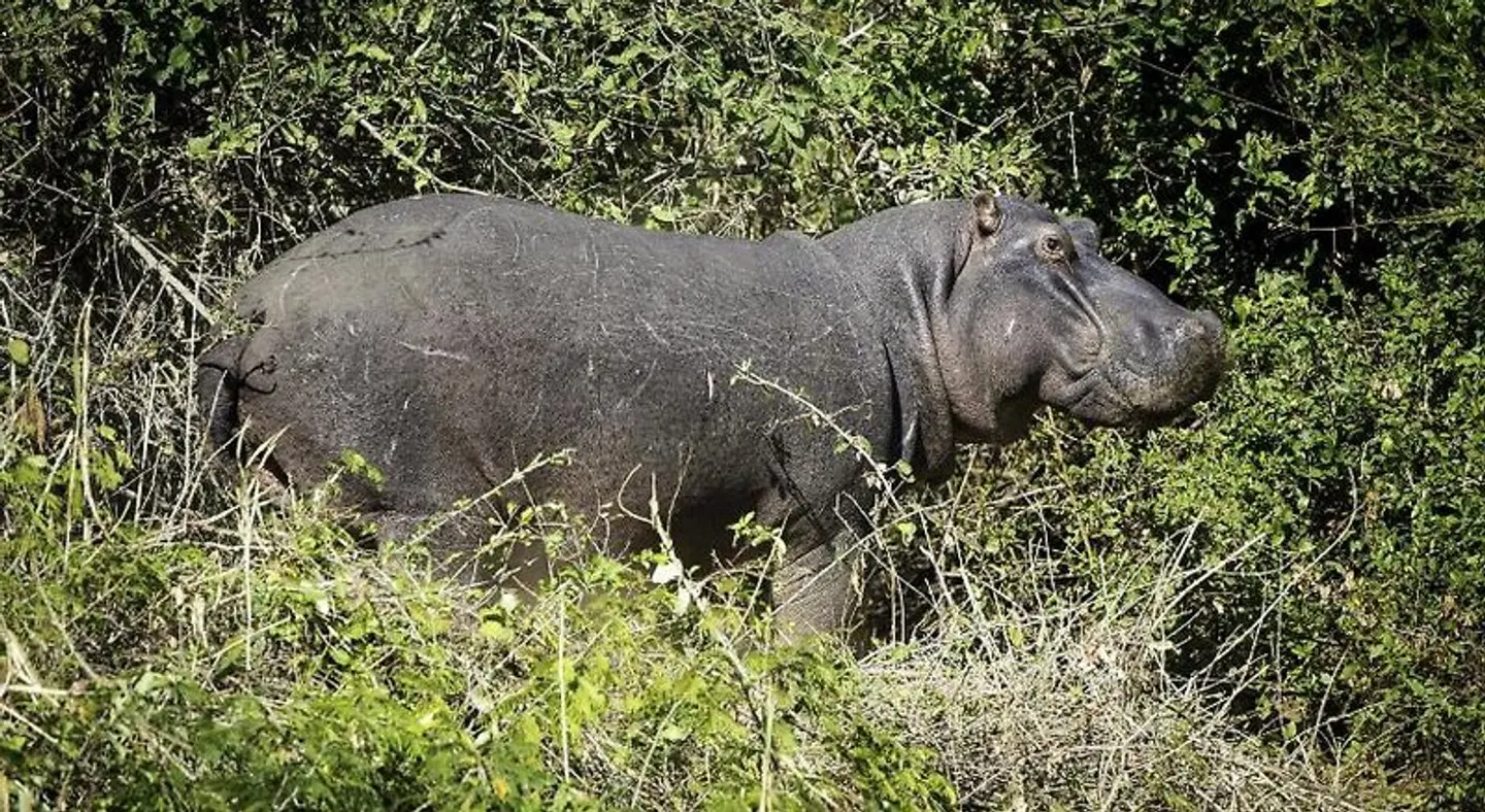 The Outpost Lodge Tiere