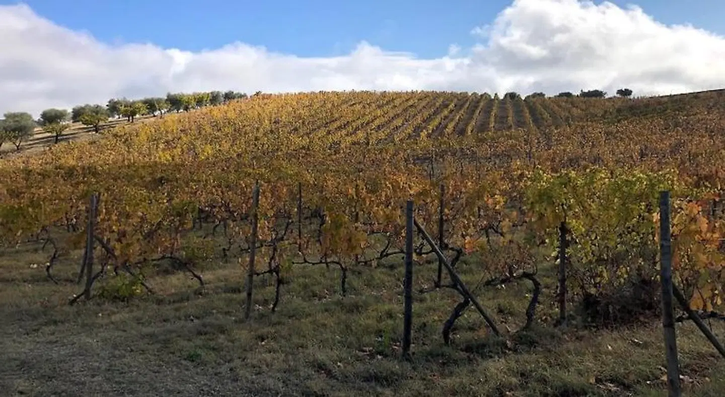 Quinta Da Pereira E Enricas Agro-Turismo LANDSCAPE