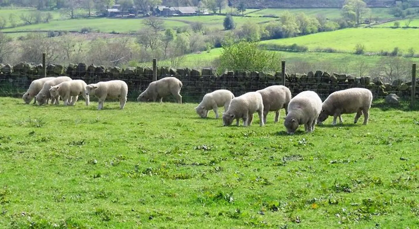 Moorland View Farm B&B Tiere
