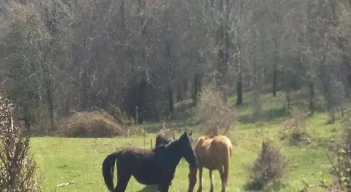 B&B Il Melograno Tiere