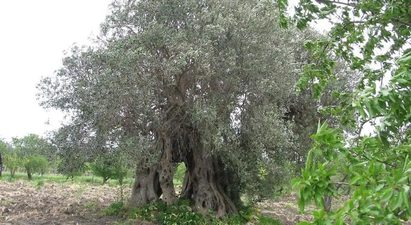 B&B Macalube Aragona Garten