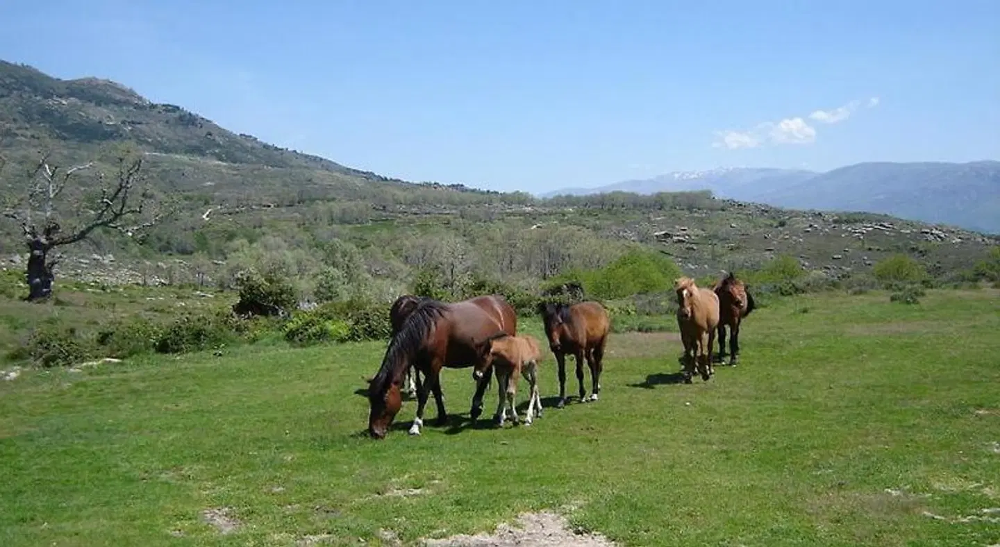 Apartamentos Rurales Abuela Pastora Tiere