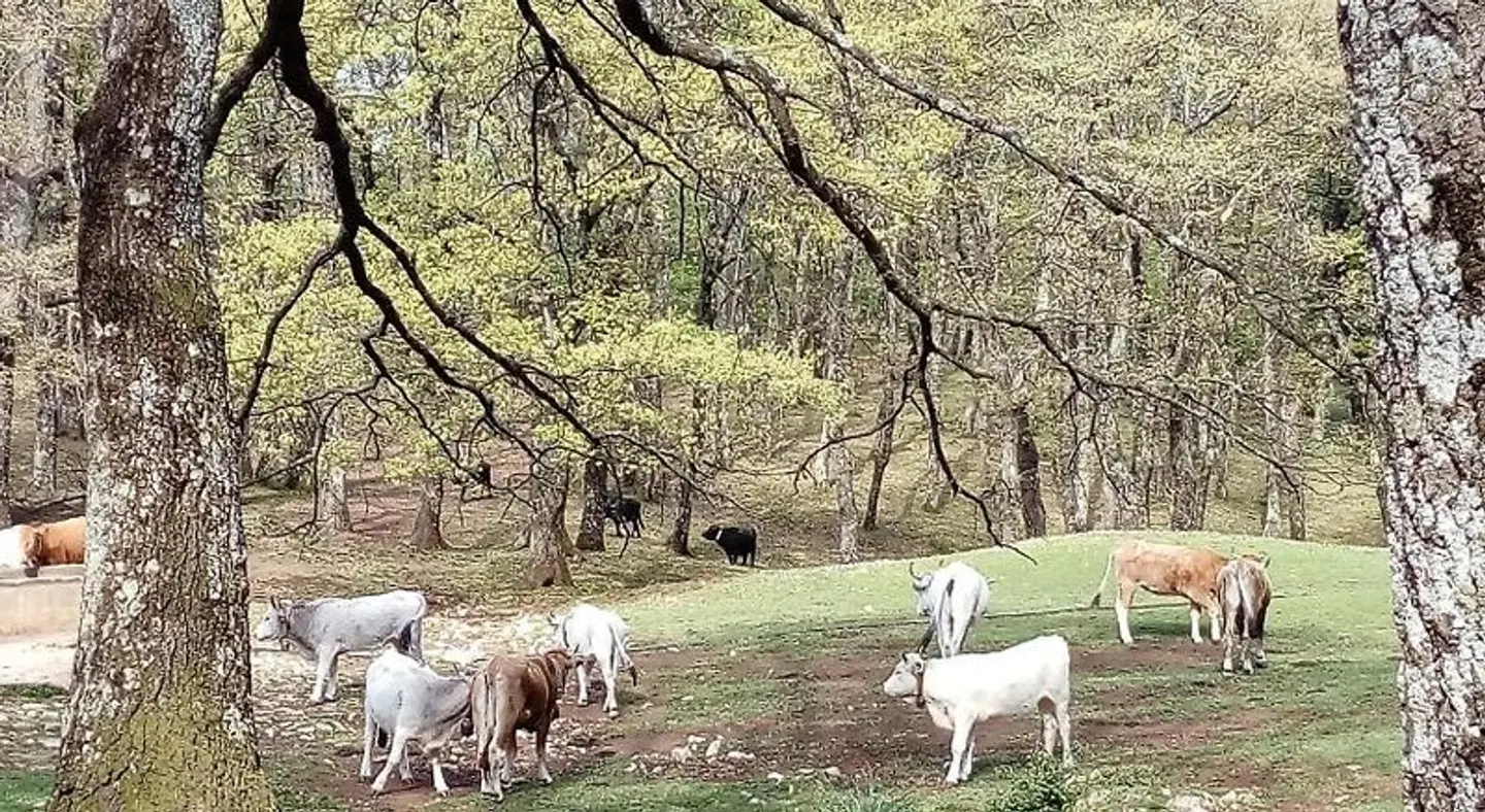 Gio Horses B&B Tiere