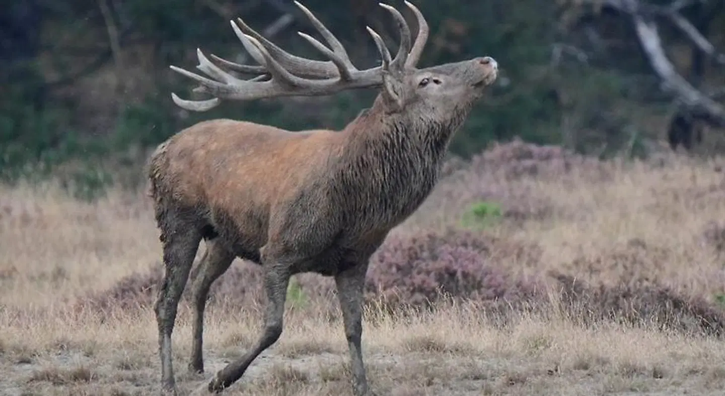 B&Bveluwezoom Tiere