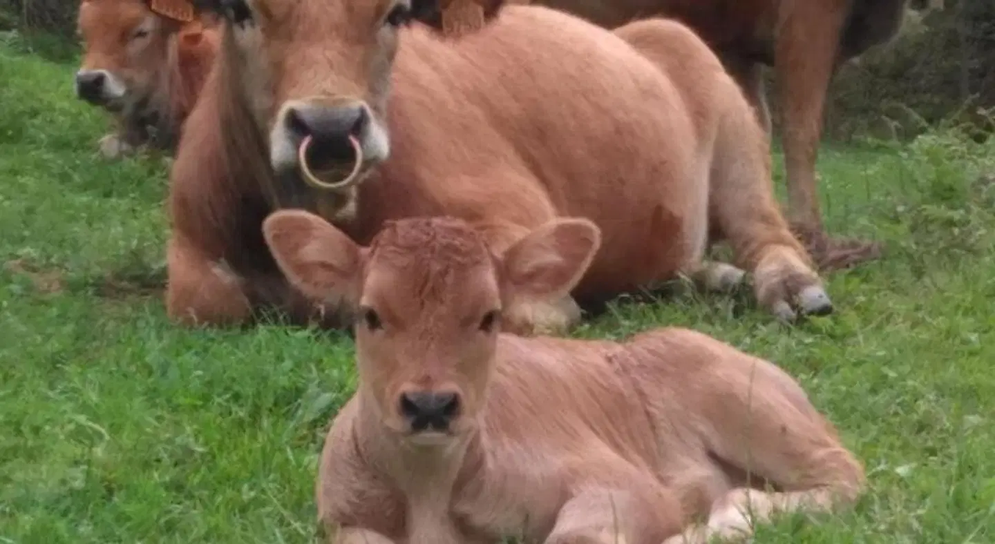 Caseria la Infiesta Tiere