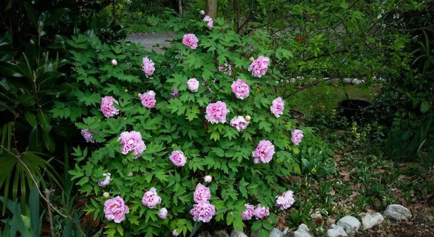 El Rincon del Artista Garten