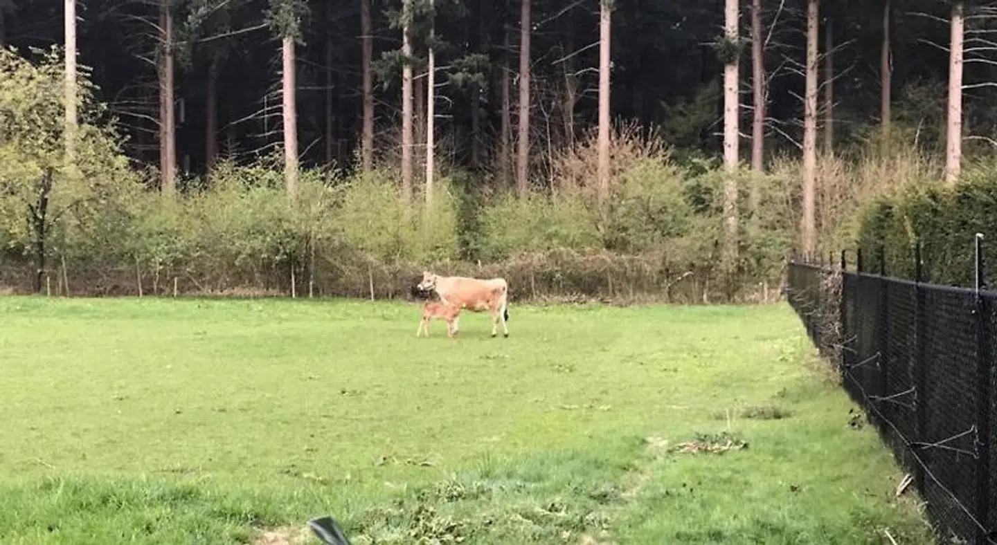 Bij Zelle Tiere