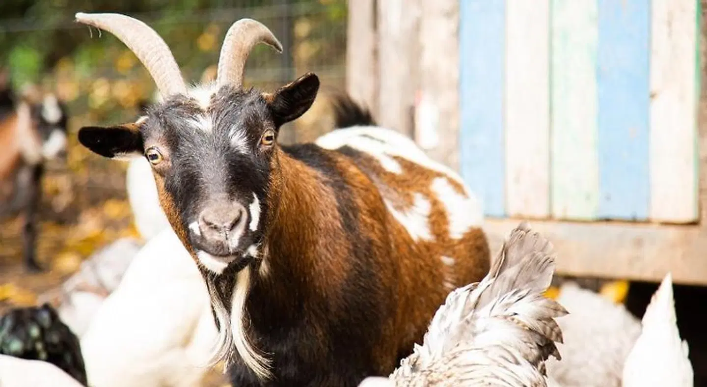 Herberg de Appelgaard Tiere