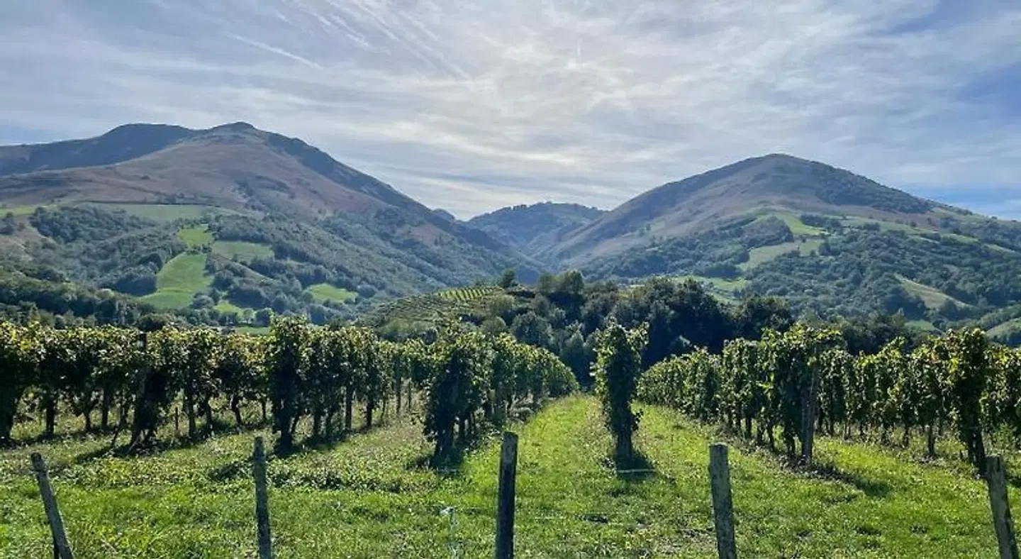 Manexenea LANDSCAPE