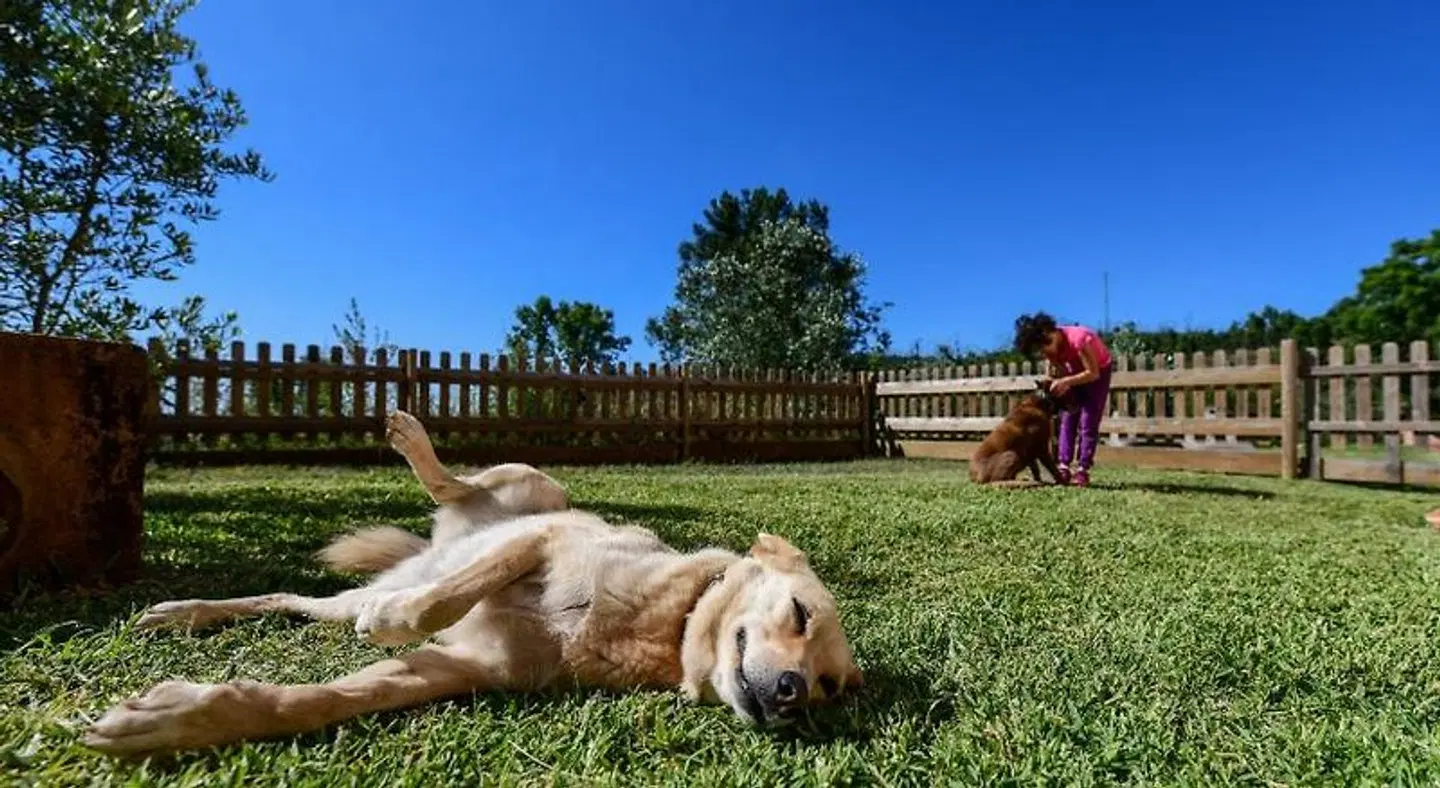 Vale do Ninho Houses Tiere