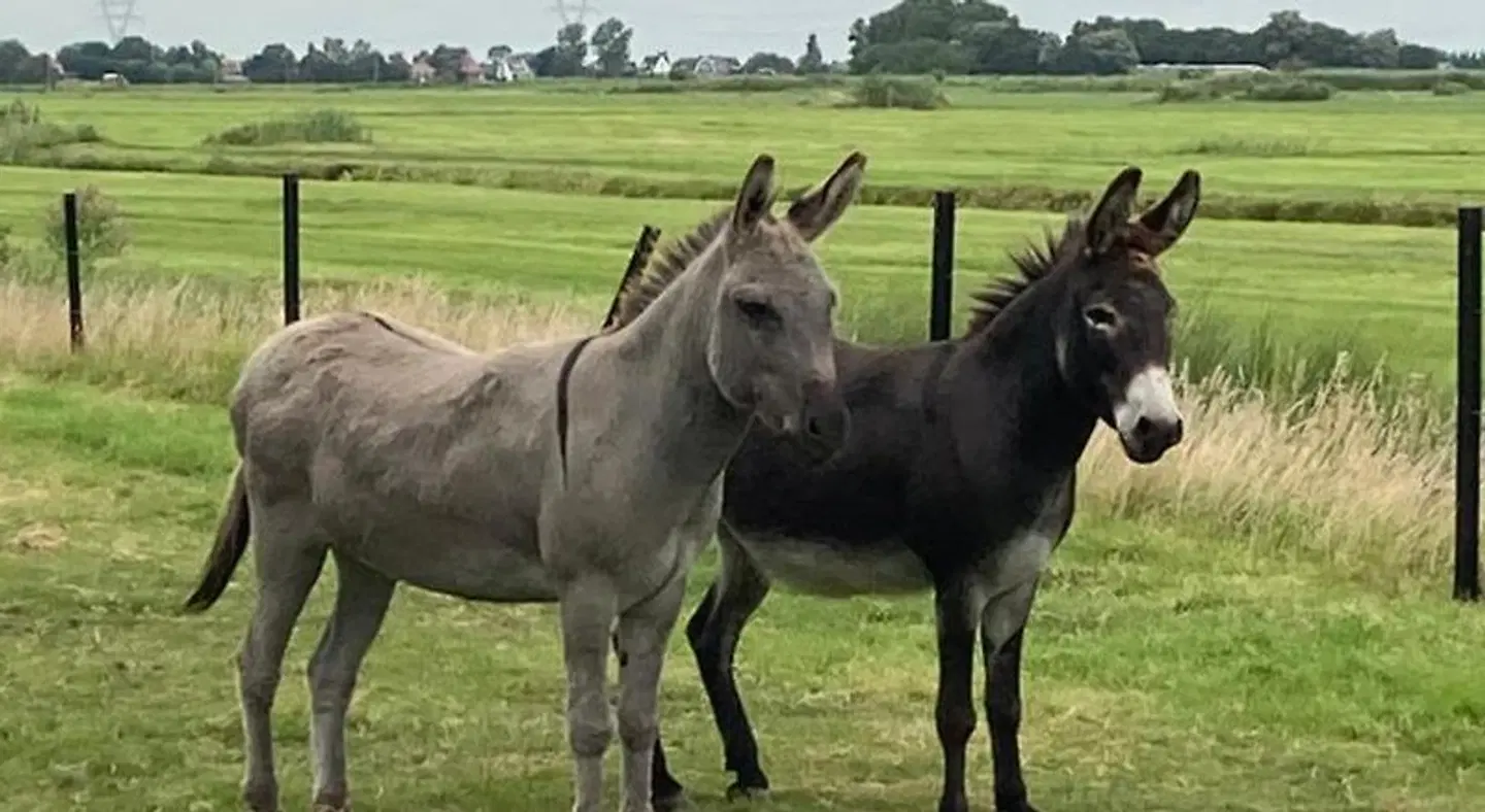 B&B Zunderdorp Tiere