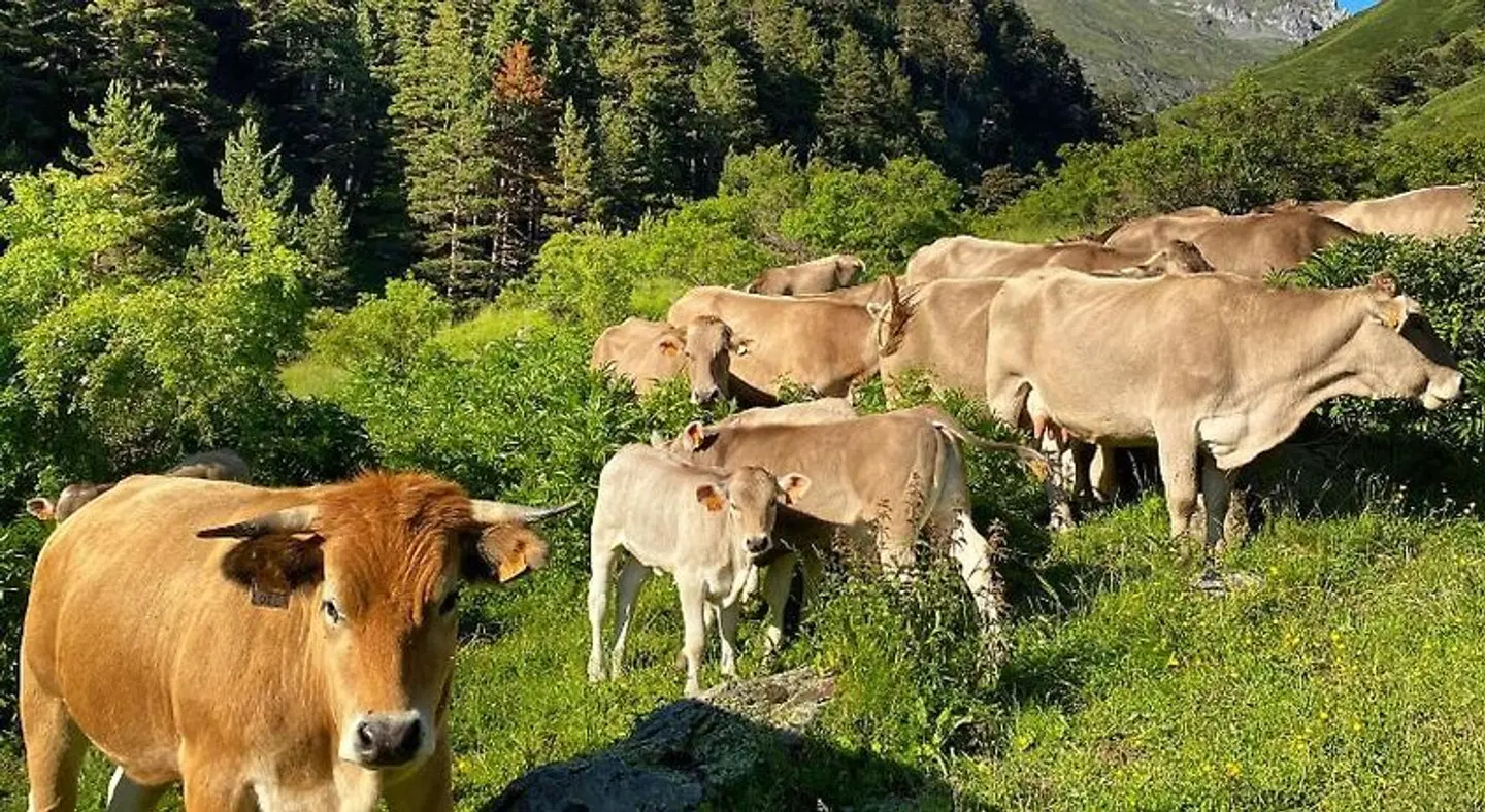 Tobazo Tiere