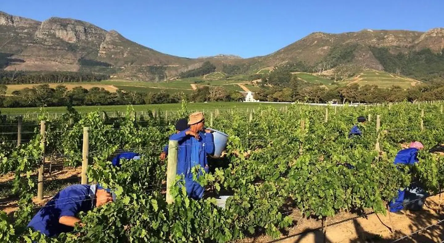 14 on Klein Constantia LANDSCAPE
