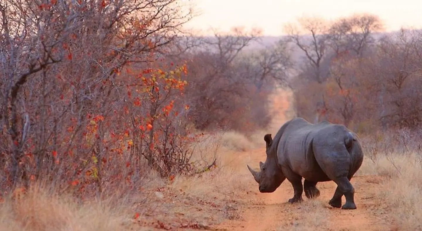 Geigers Camp at Motswari Private Game Reserve LANDSCAPE
