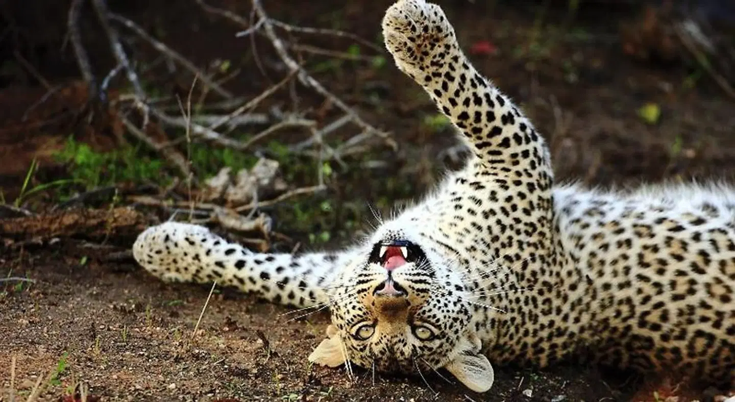 Geigers Camp at Motswari Private Game Reserve Tiere