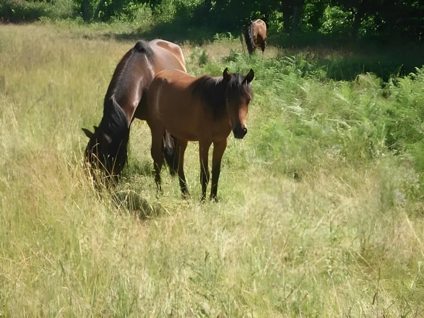 Quinta Da Penela Tiere