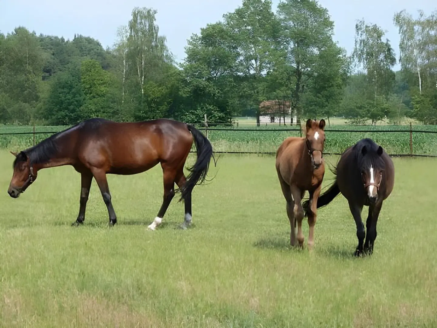 Up de Birke Tiere