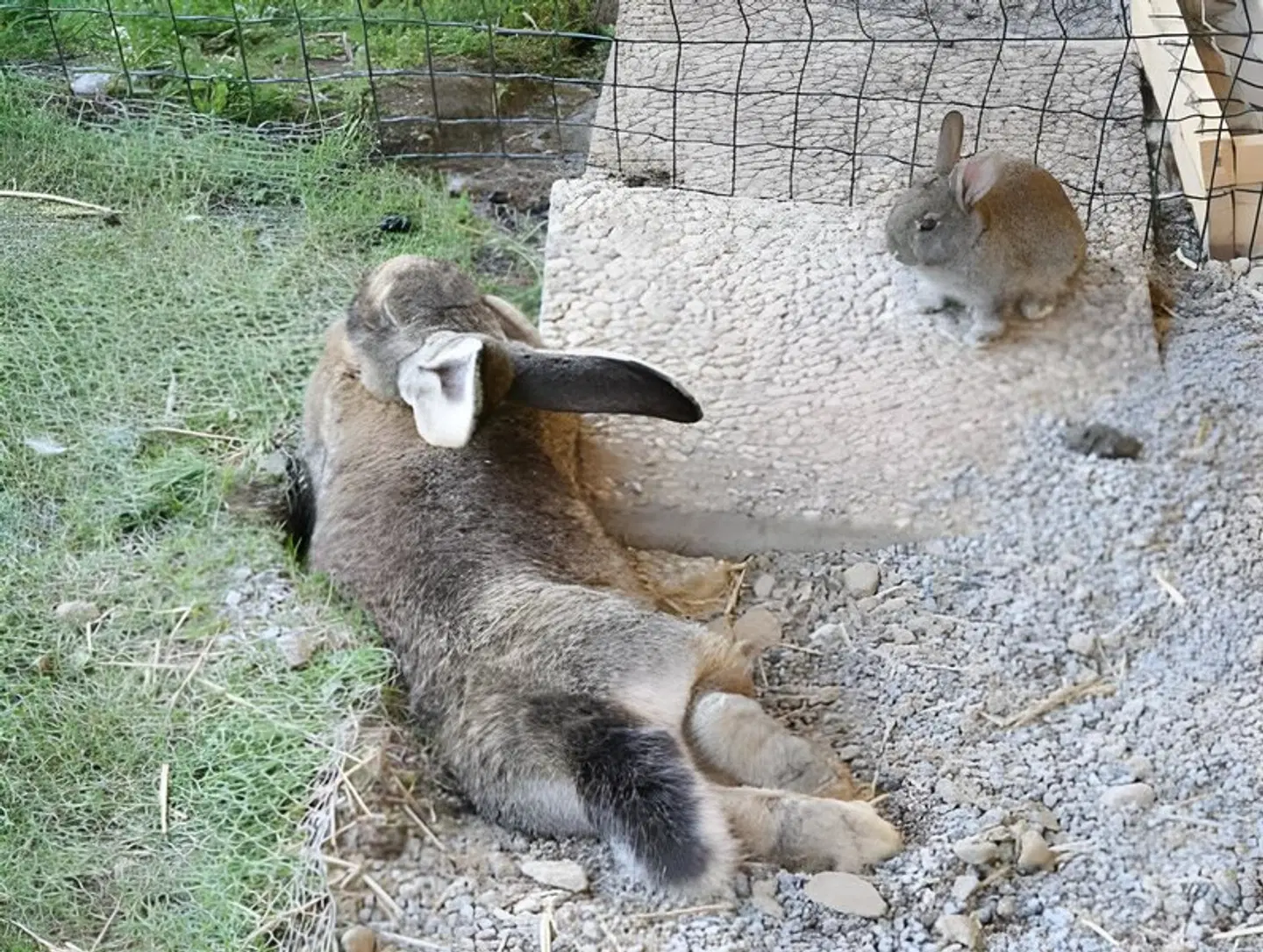 Zehenthof Tiere