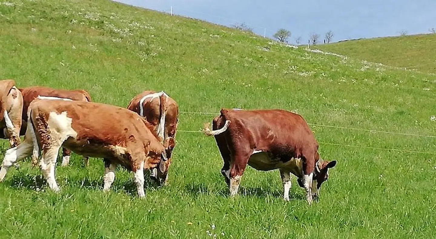 Lamplhof B&B Tiere