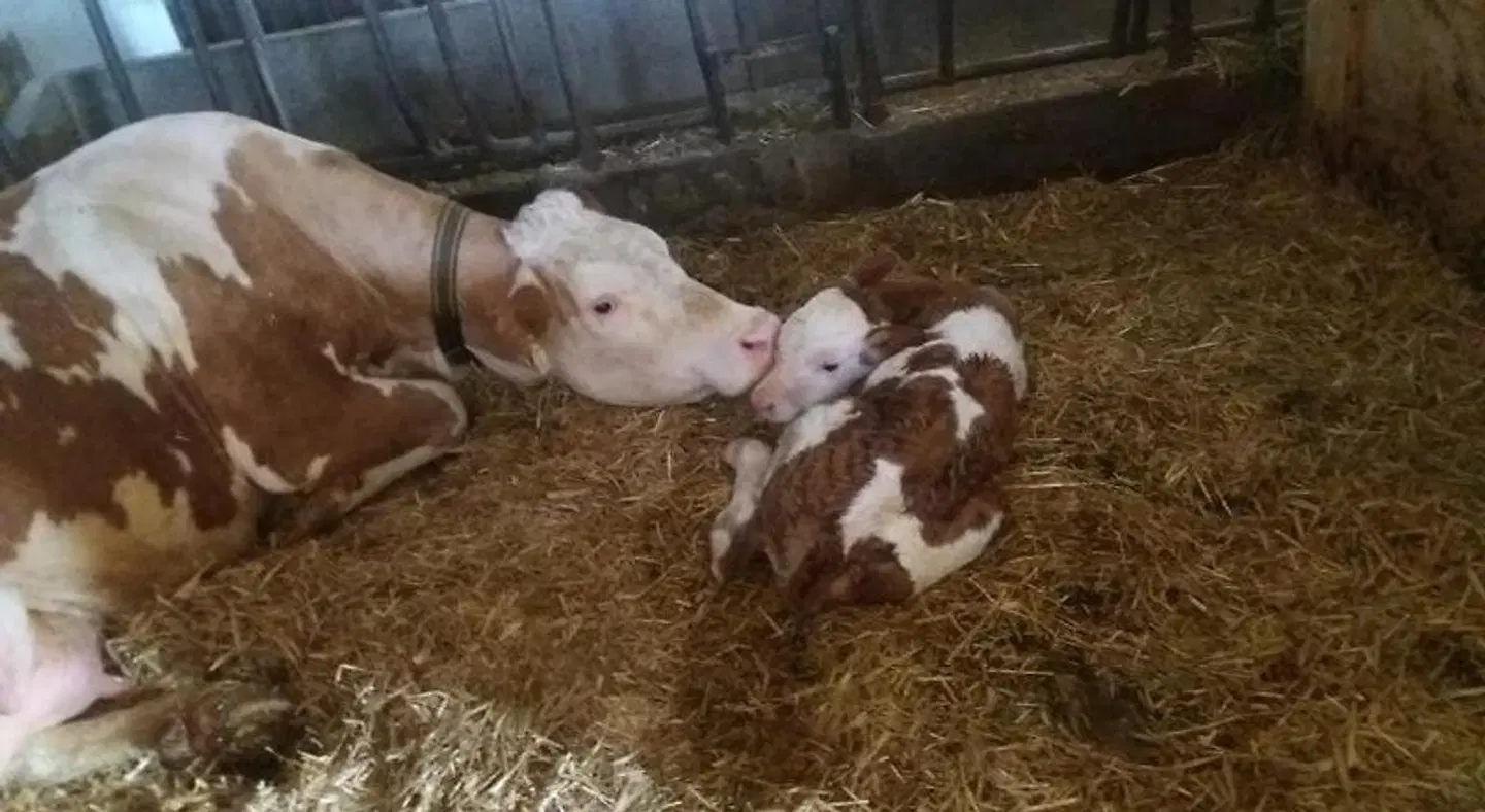 Lamplhof B&B Tiere
