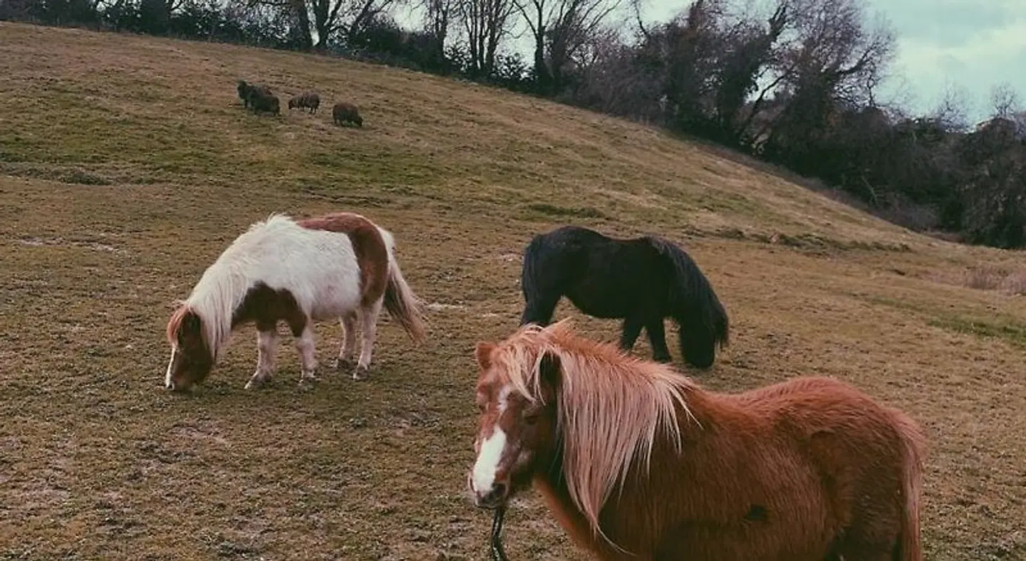 LA FUENTONA DE SANTILLANA Tiere