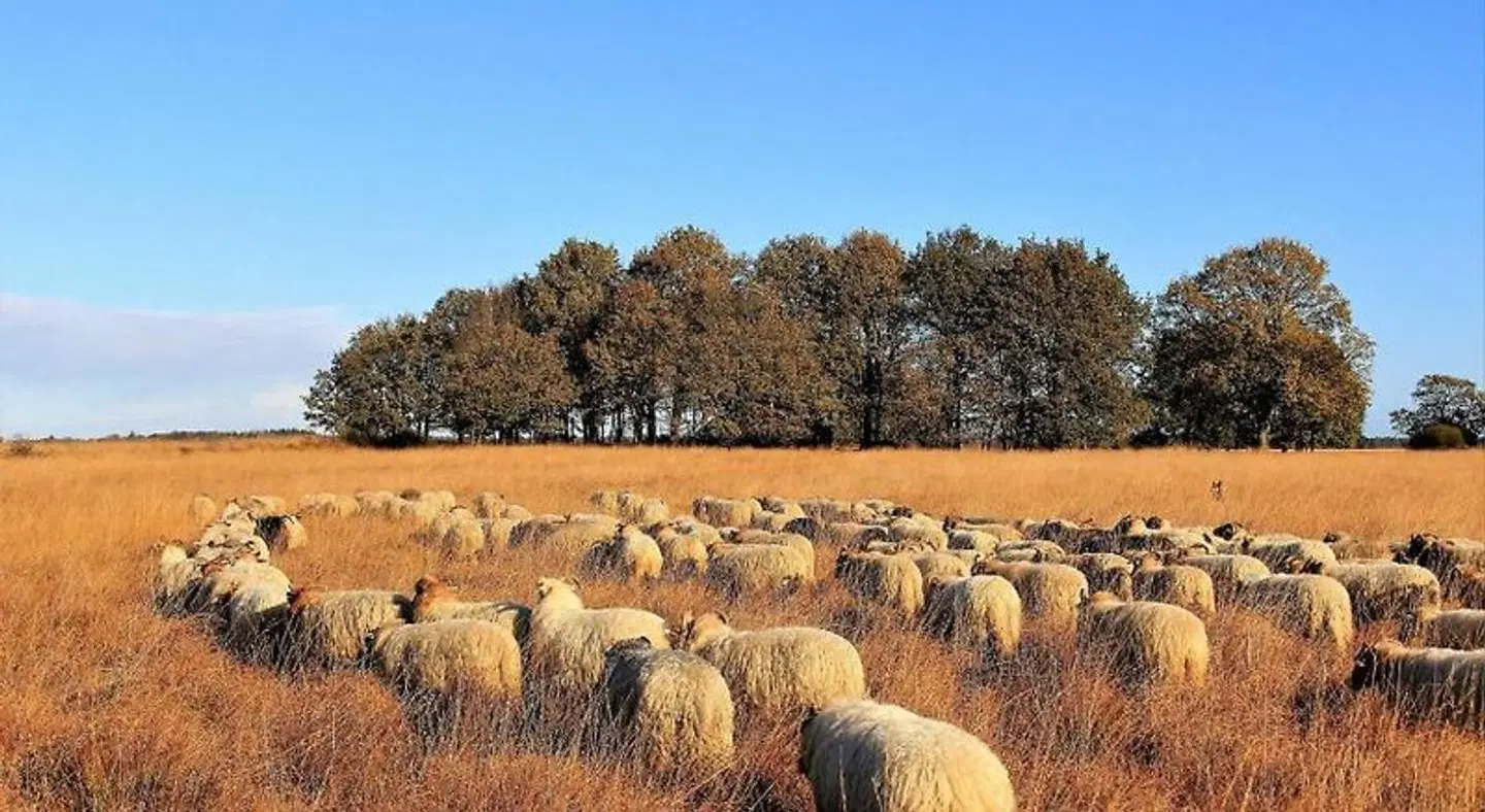B&B De Achterdiek Tiere