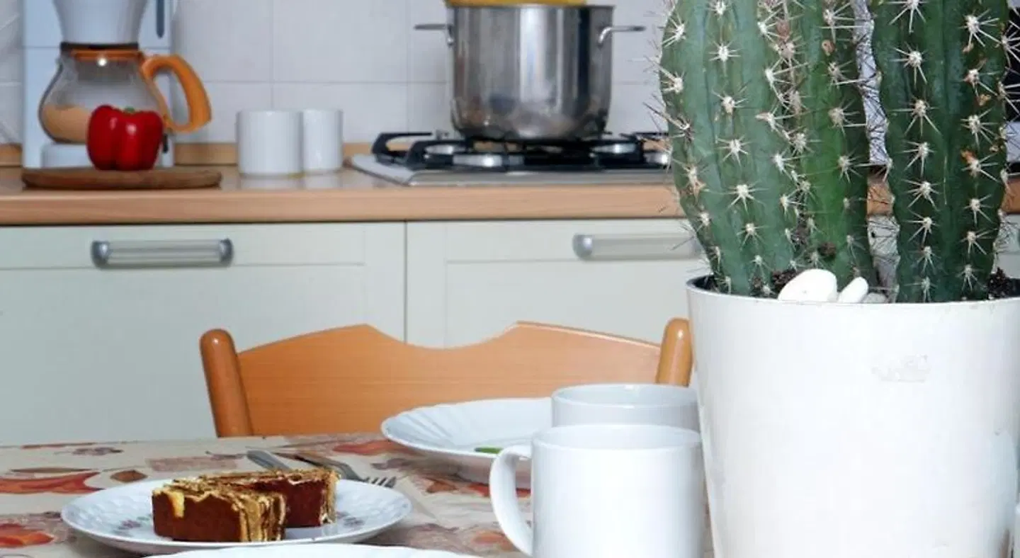 Camping Garden Tourist Bar