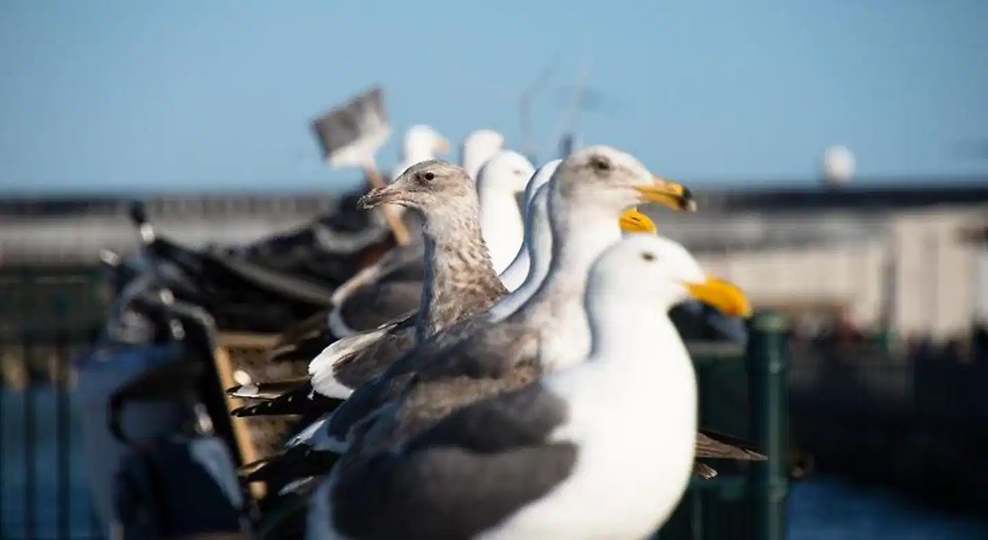 The Greenwich Rooms Tiere