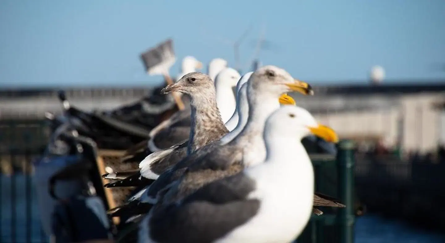 The Greenwich Rooms Tiere