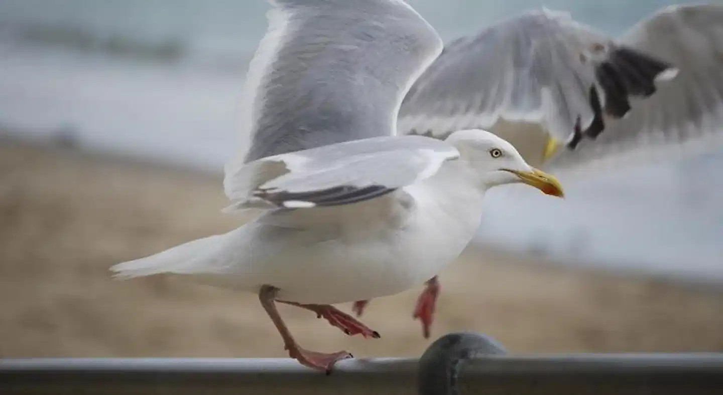 The Greenwich Rooms Tiere