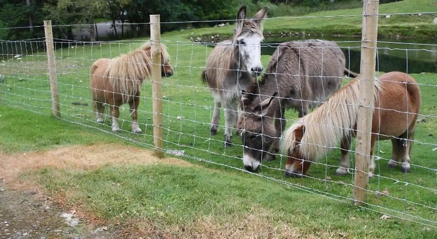 Ardgarry Farm Tiere