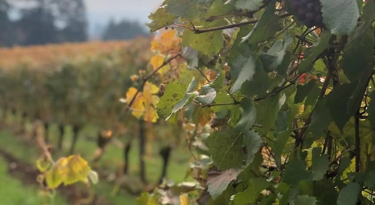 The Setting Inn Willamette Valley LANDSCAPE