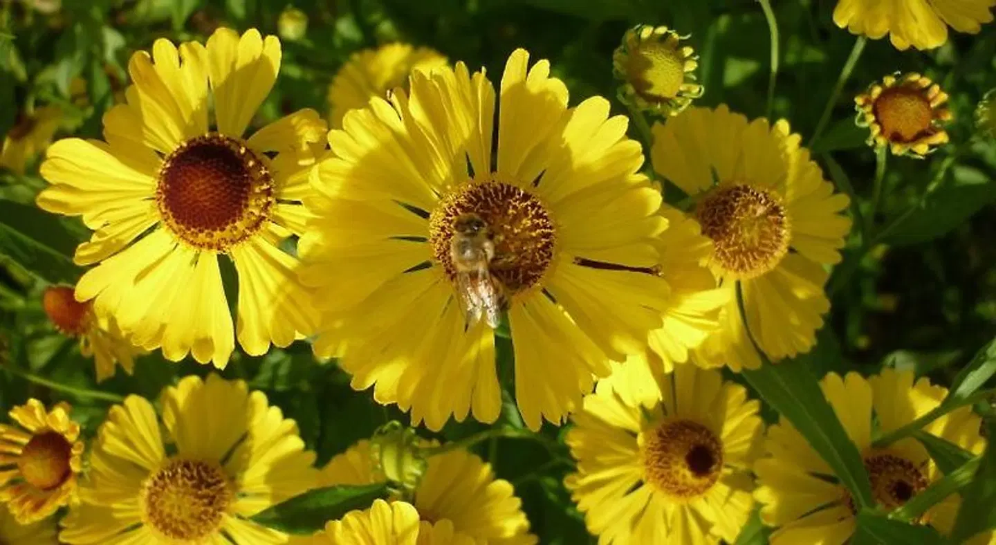 Marigolds LANDSCAPE