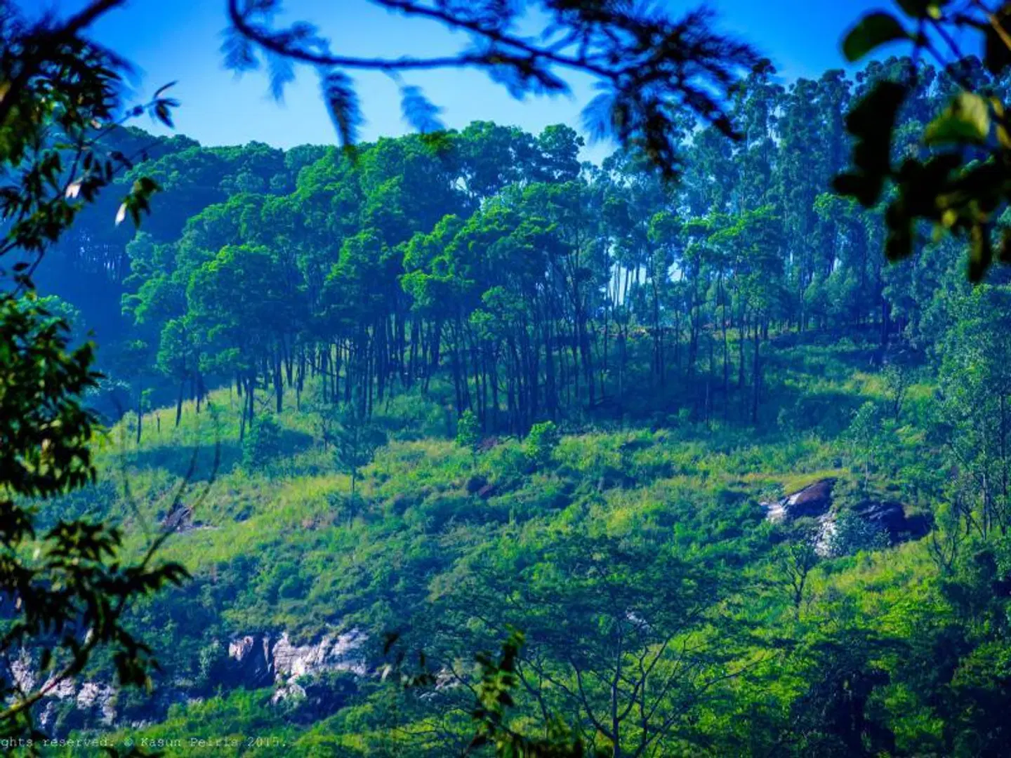 The Tea Cottage Resort & Spa LANDSCAPE
