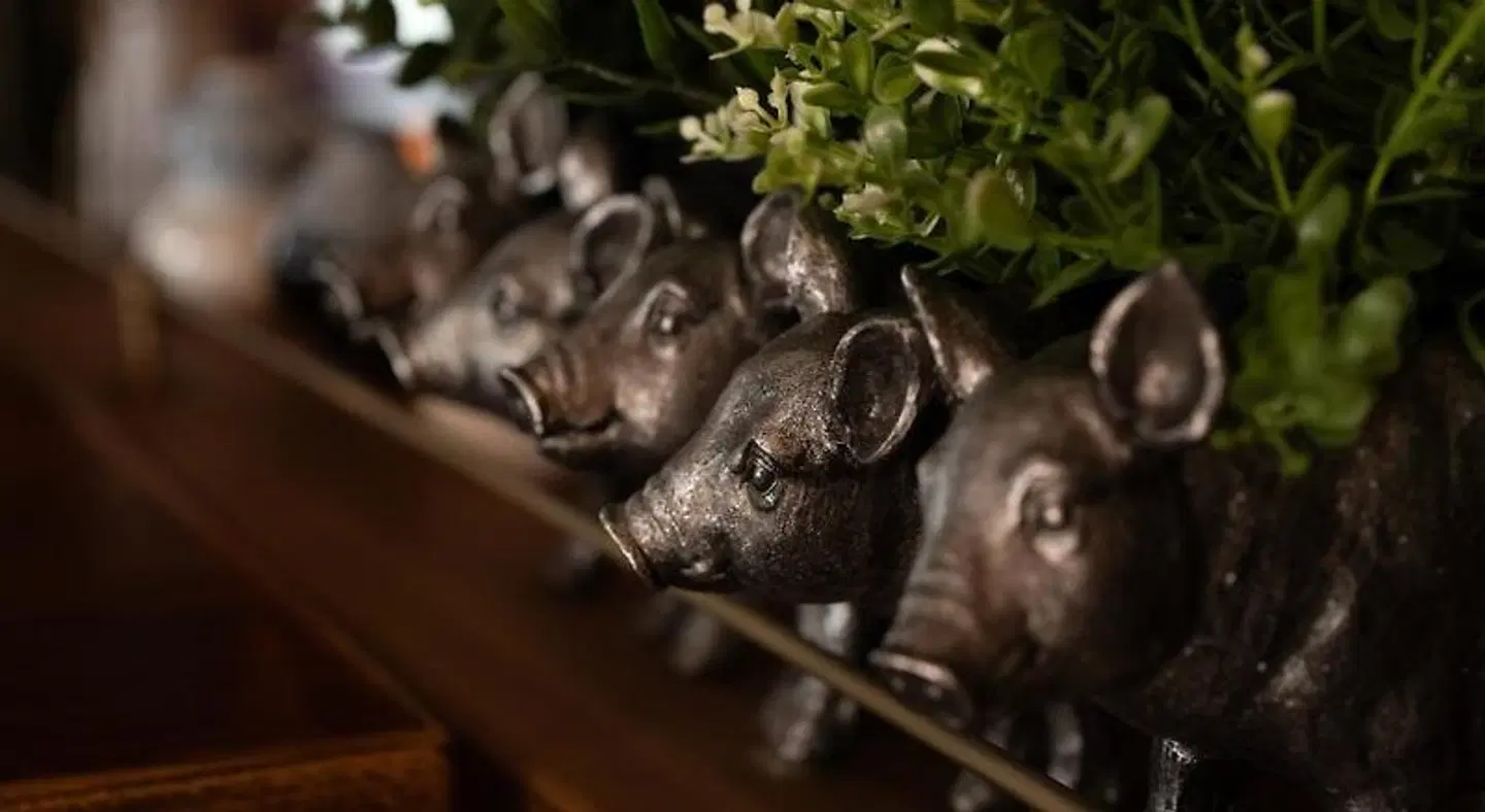 The Hampshire Hog Tiere