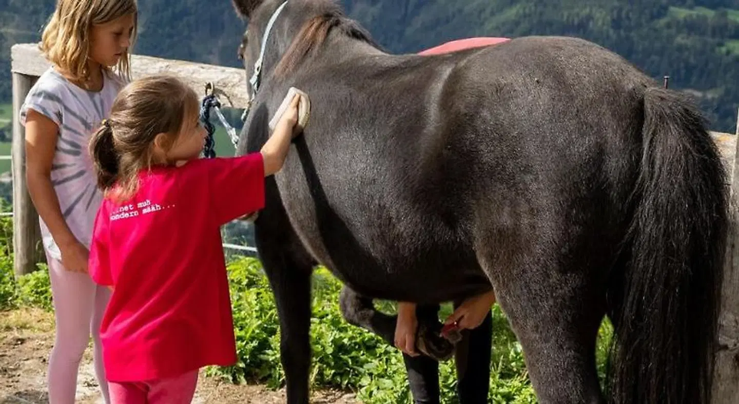 Schröckerhof Tiere