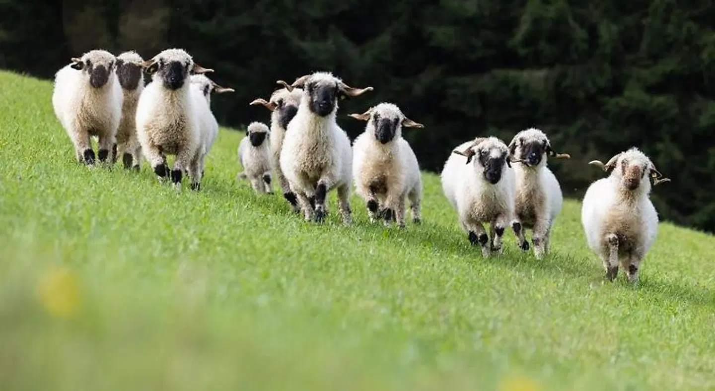 Schröckerhof Tiere