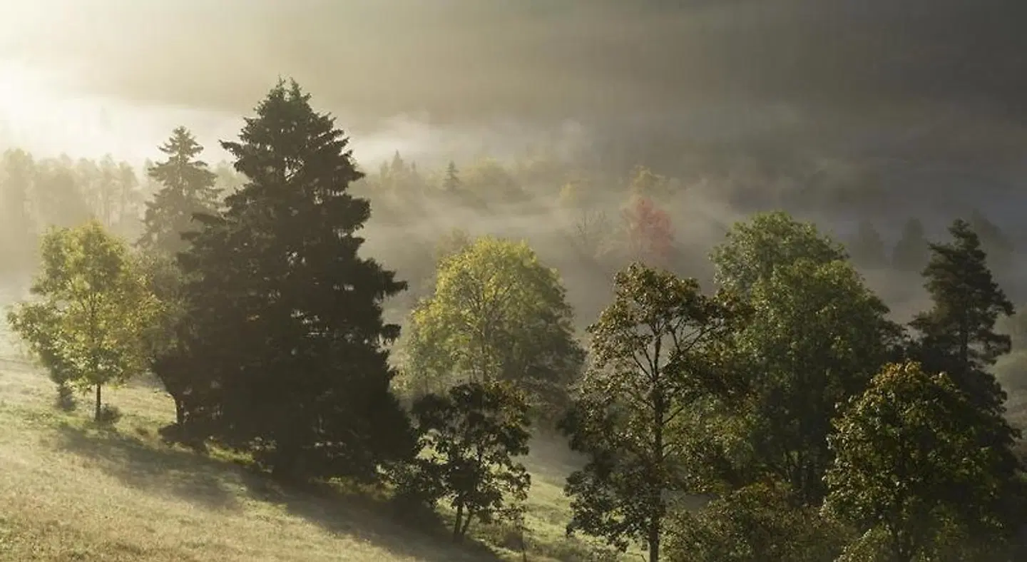 Reppert LANDSCAPE