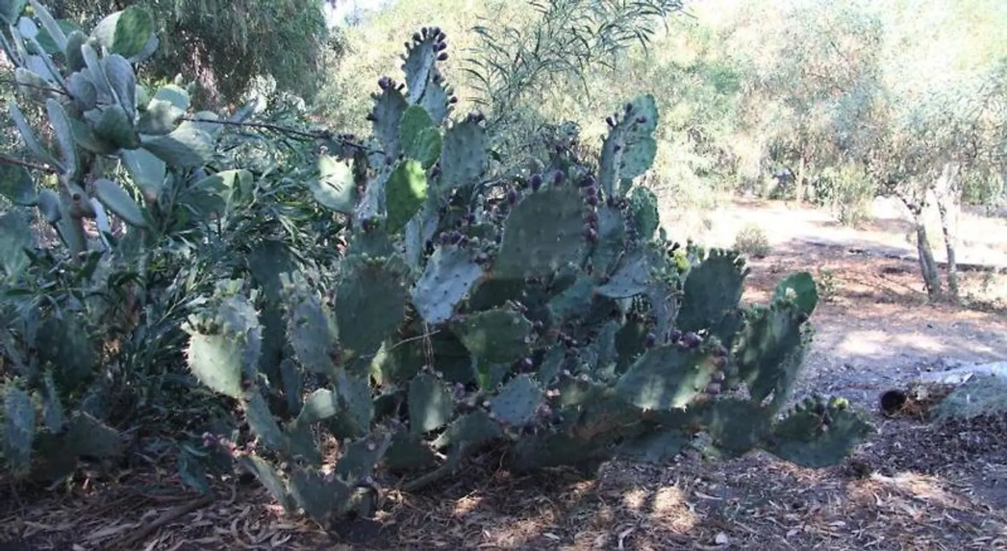 Residence Vulcano Blu Tiere