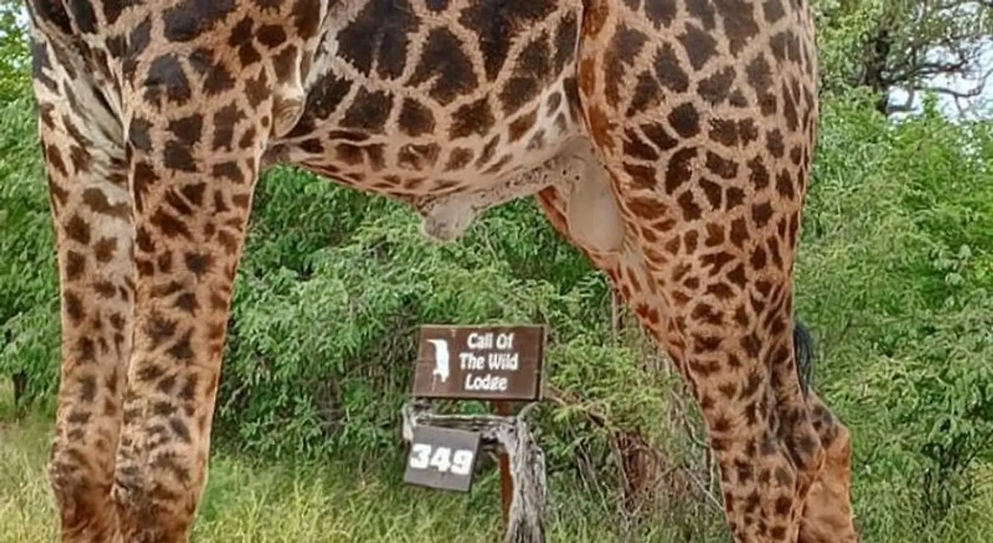 Call of the Wild Lodge Tiere