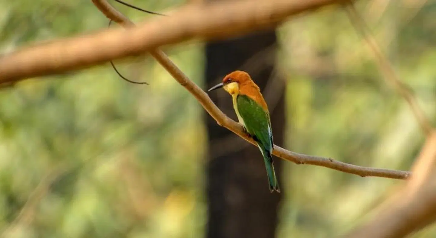 BaanRai KhunYa ''''''''''''' Tiere