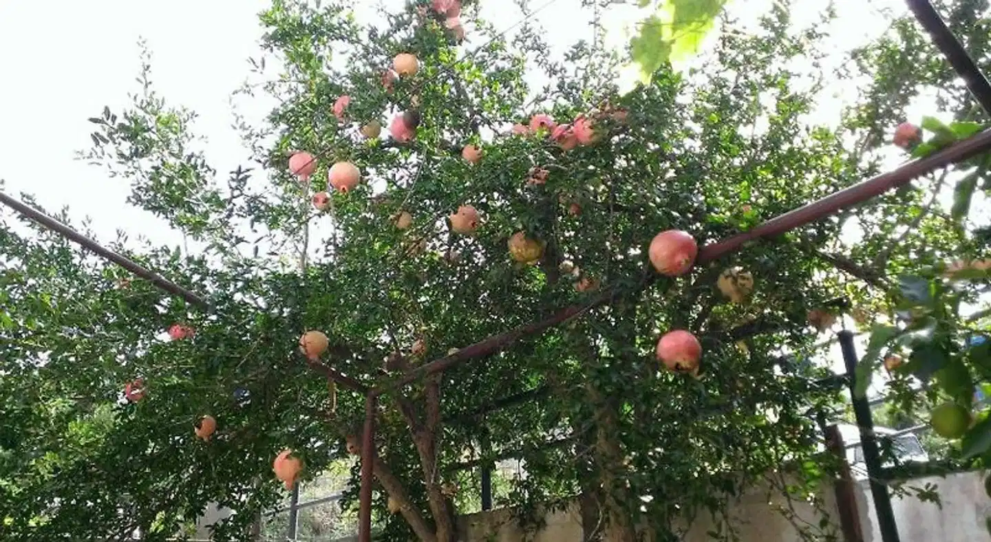 Apartments Desa Petric Garten