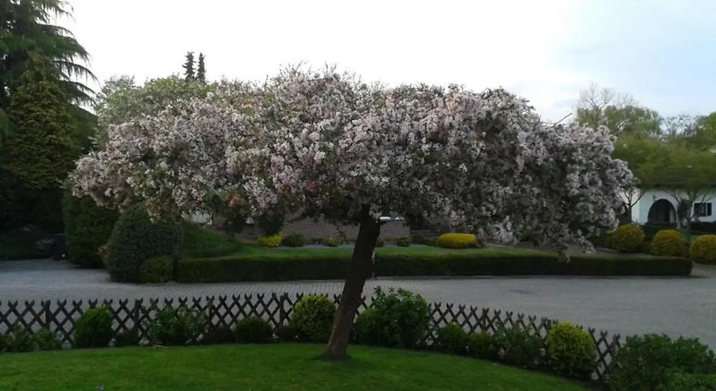 Renes Garten