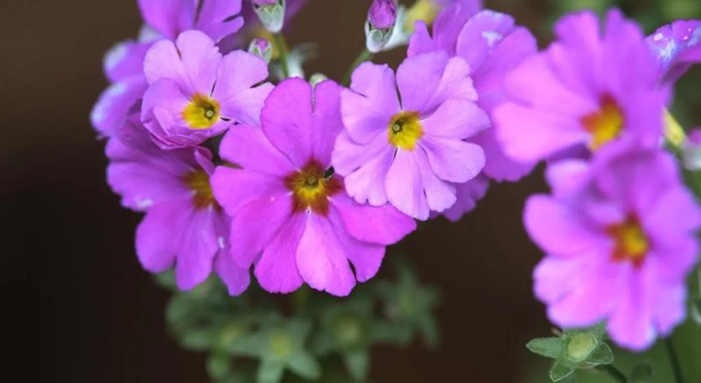 Treetops Guesthouse LANDSCAPE