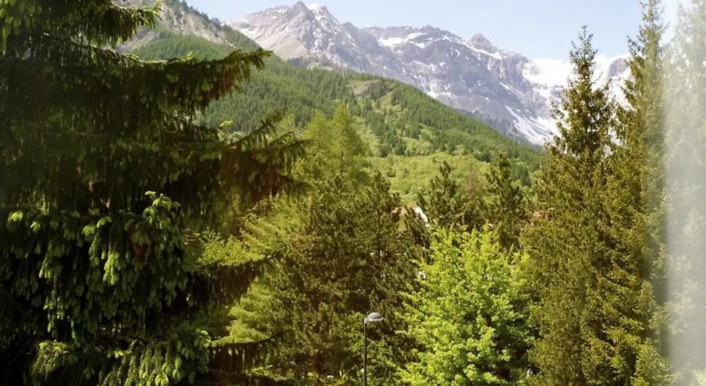 Rosa Serenella LANDSCAPE