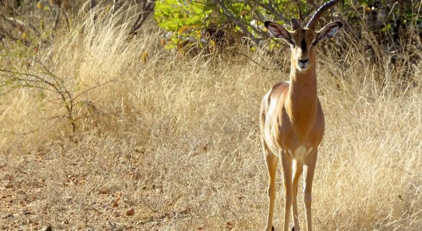 Wild Dog Inn Tiere