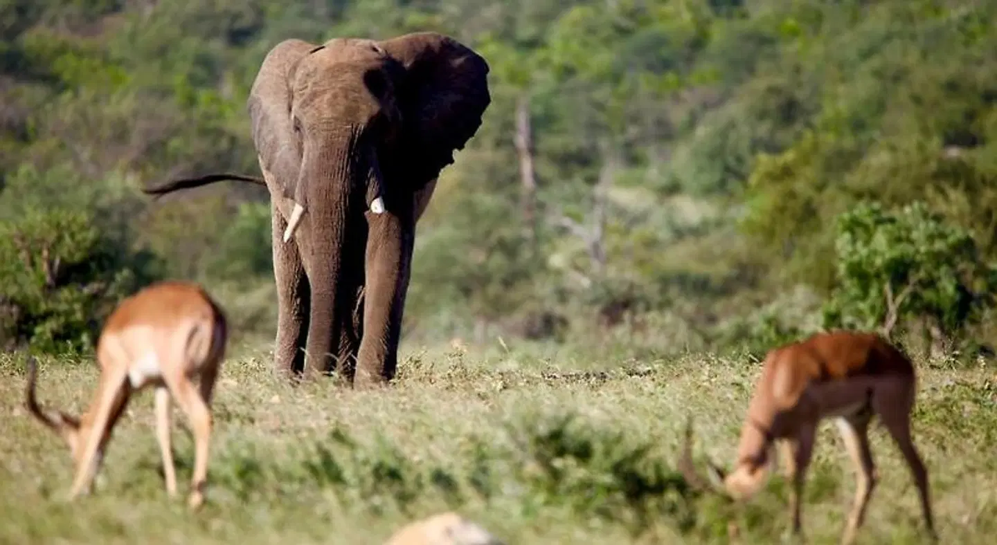 Ivory Wilderness River Rock Lodge Tiere