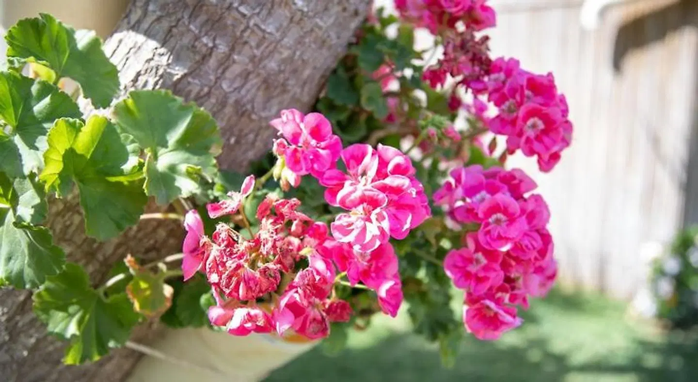 La Lantana LANDSCAPE