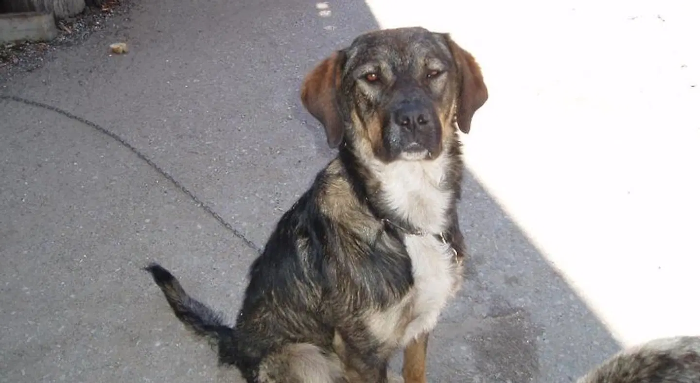 Peñasalve Tiere